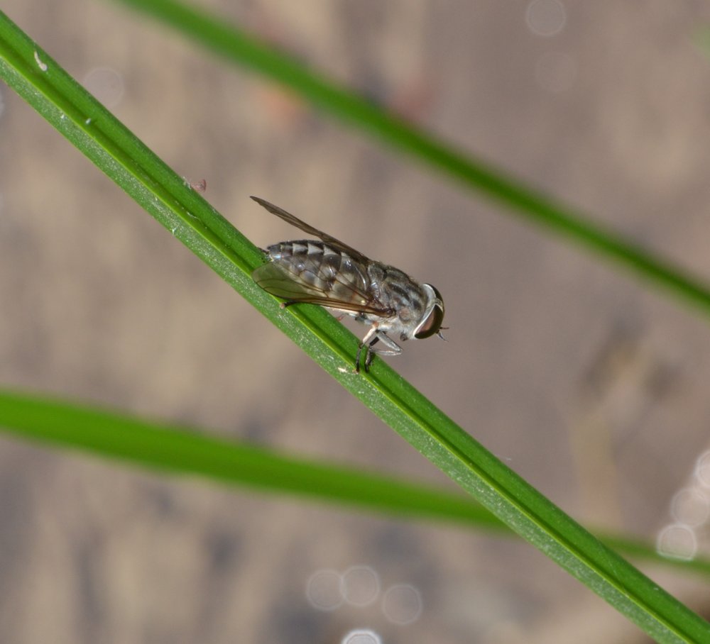 Tabanus sp. (T. cfr. autumnalis)