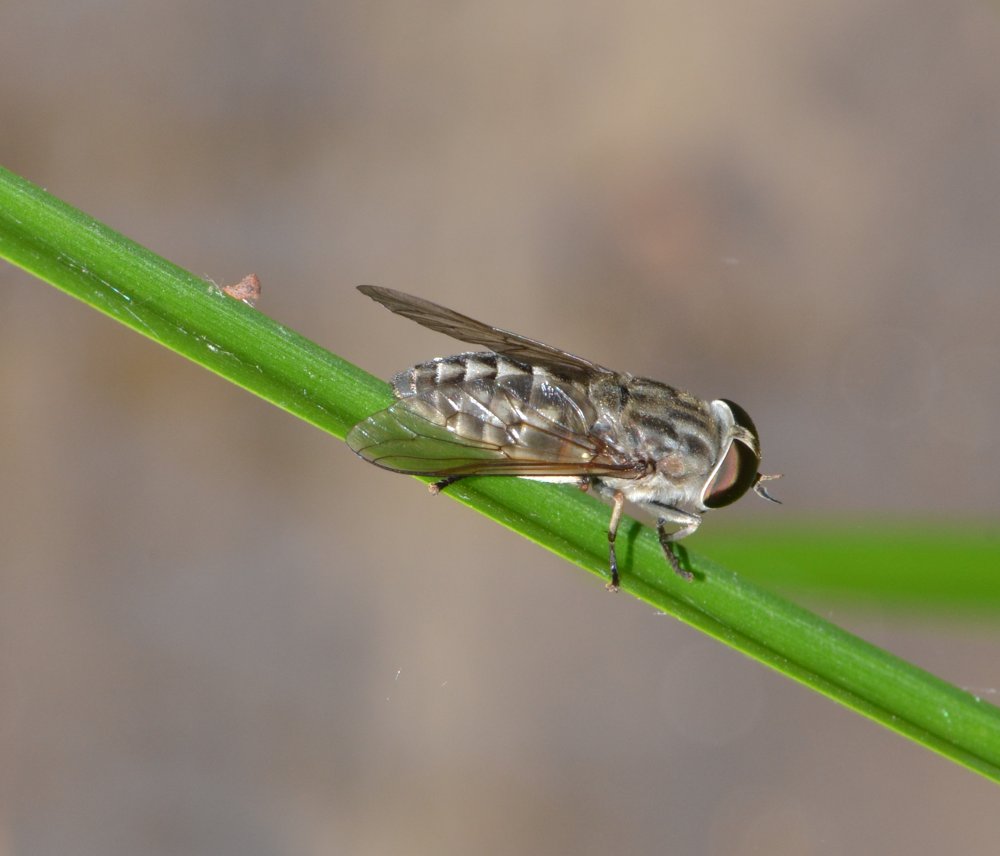 Tabanus sp. (T. cfr. autumnalis)