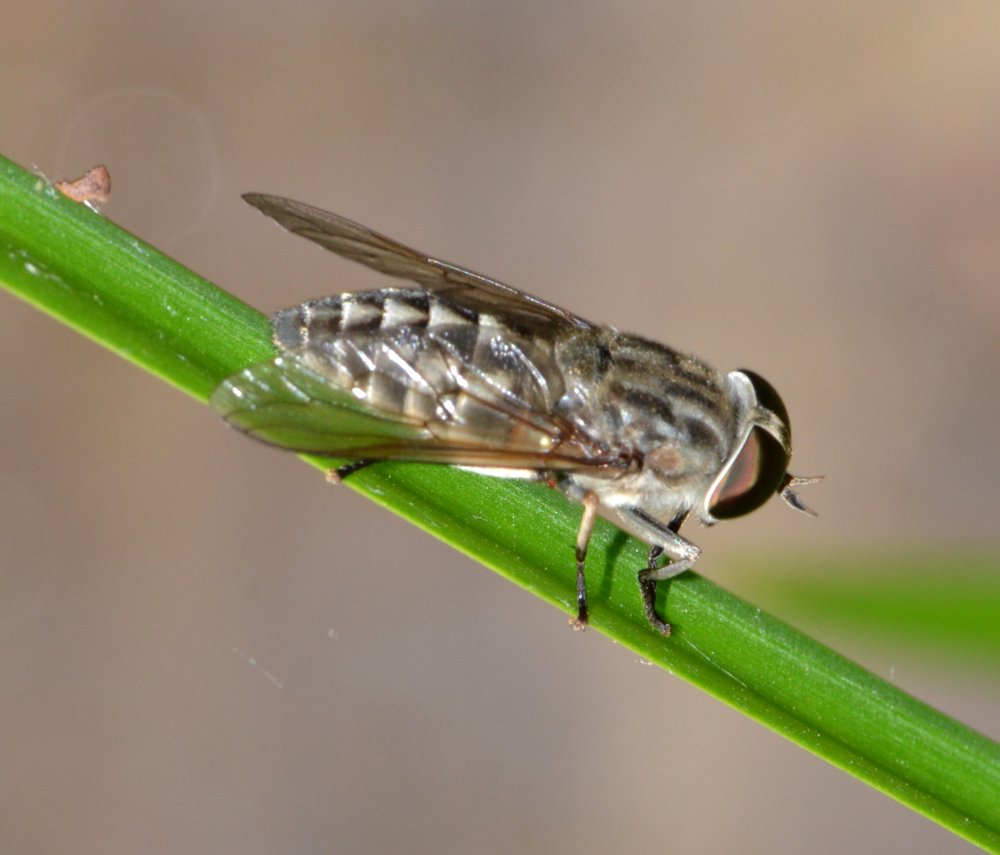 Tabanus sp. (T. cfr. autumnalis)