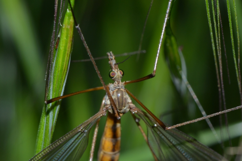 ID Tipulidae