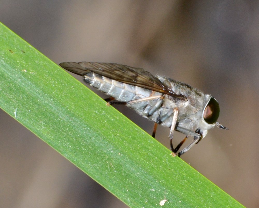 Tabanus sp. (T. cfr. autumnalis)