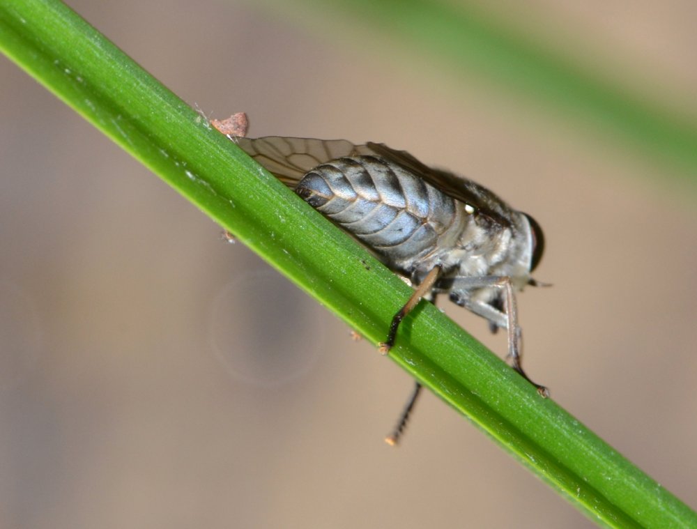 Tabanus sp. (T. cfr. autumnalis)