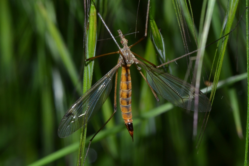 ID Tipulidae