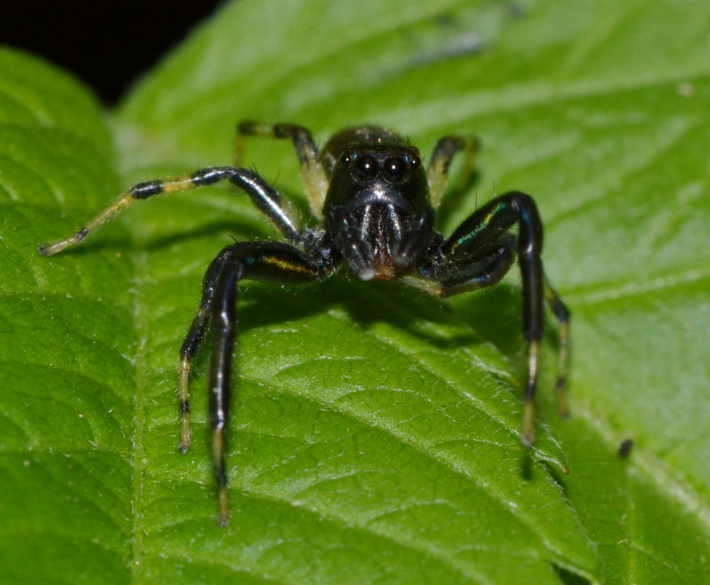 ID Salticidae: Heliophanus sp.?