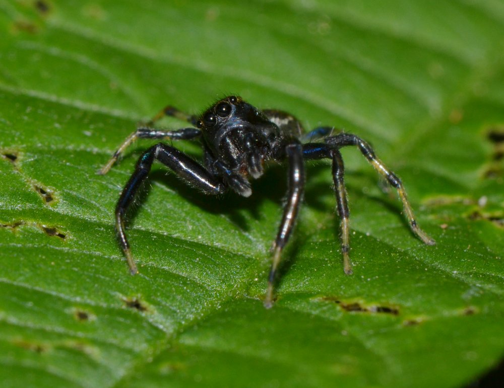 ID Salticidae: Heliophanus sp.?