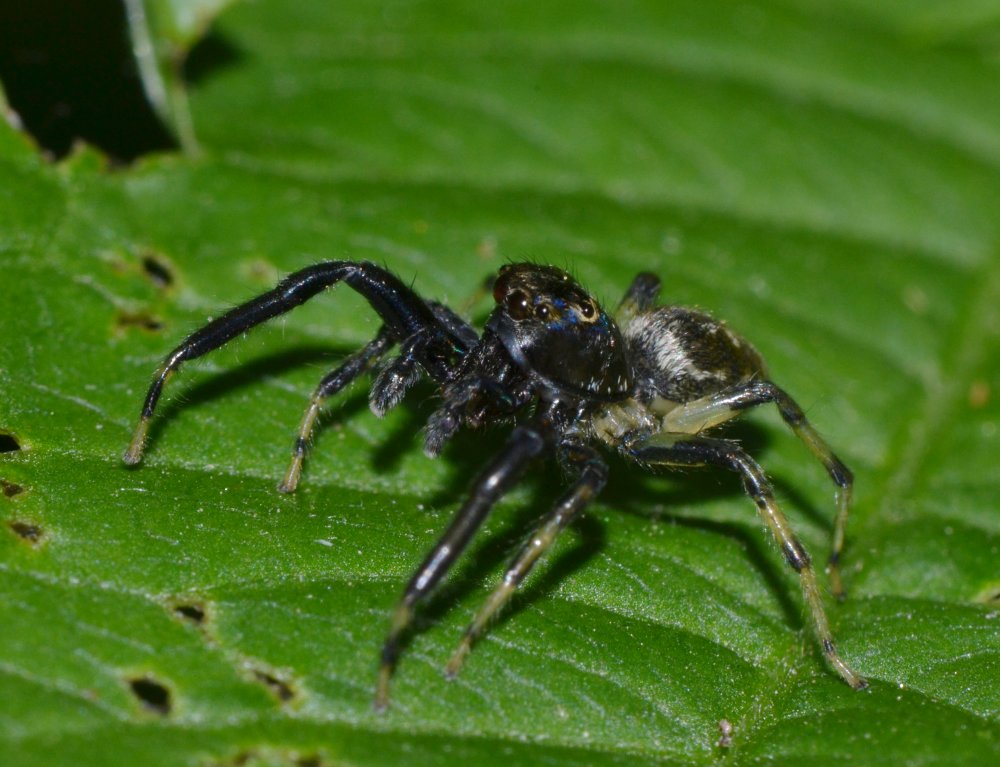 ID Salticidae: Heliophanus sp.?