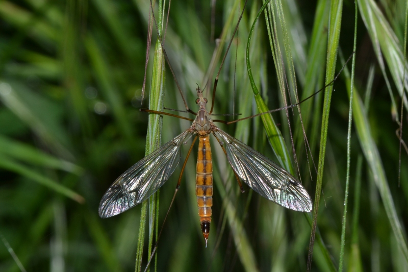 ID Tipulidae