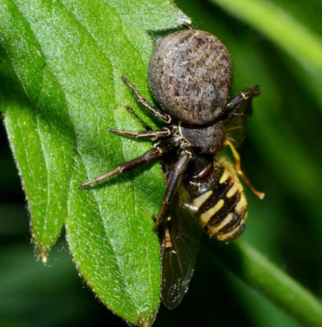 Xysticus sp. con Syrphidae