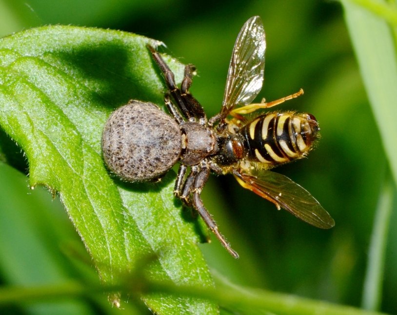 Xysticus sp. con Syrphidae