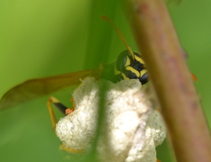 Fondatrice P.nimphus o P.associus?