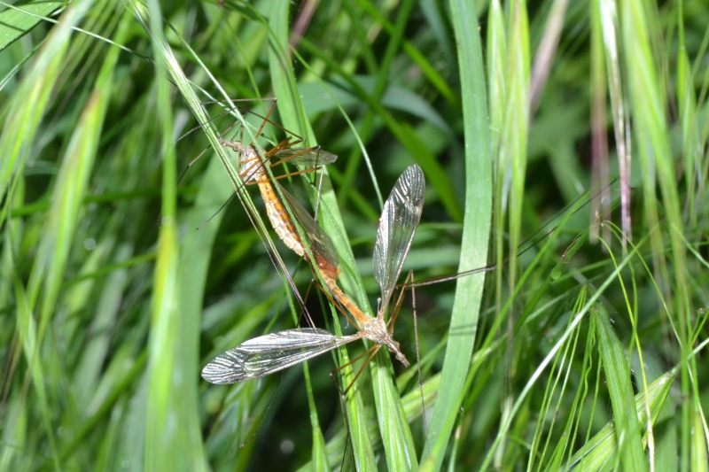 ID Tipulidae