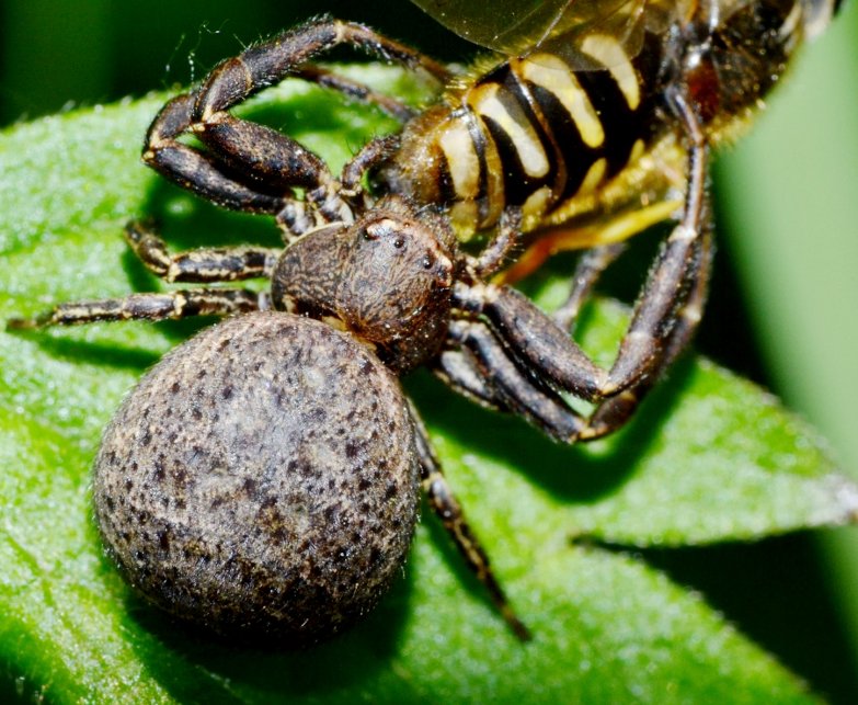 Xysticus sp. con Syrphidae