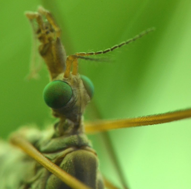 ID Tipulidae