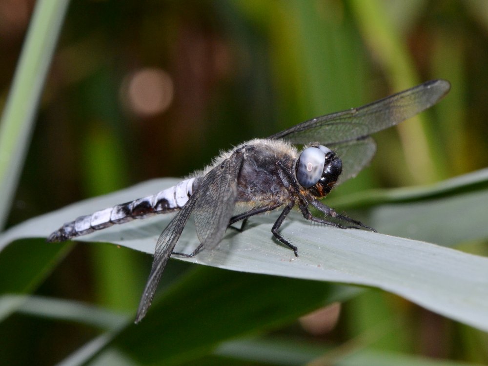 ID Libellulidae: Libellula fulva maschio