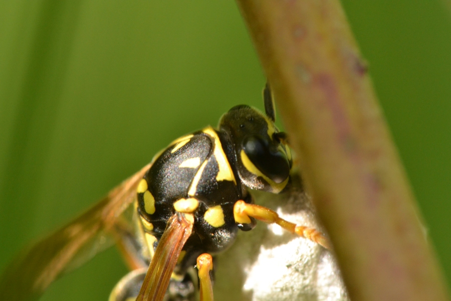 Fondatrice P.nimphus o P.associus?