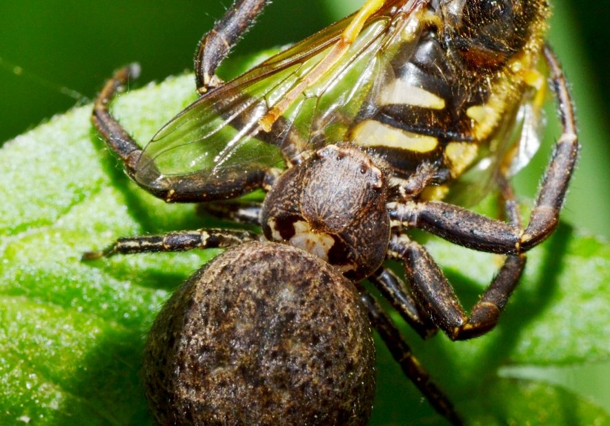 Xysticus sp. con Syrphidae