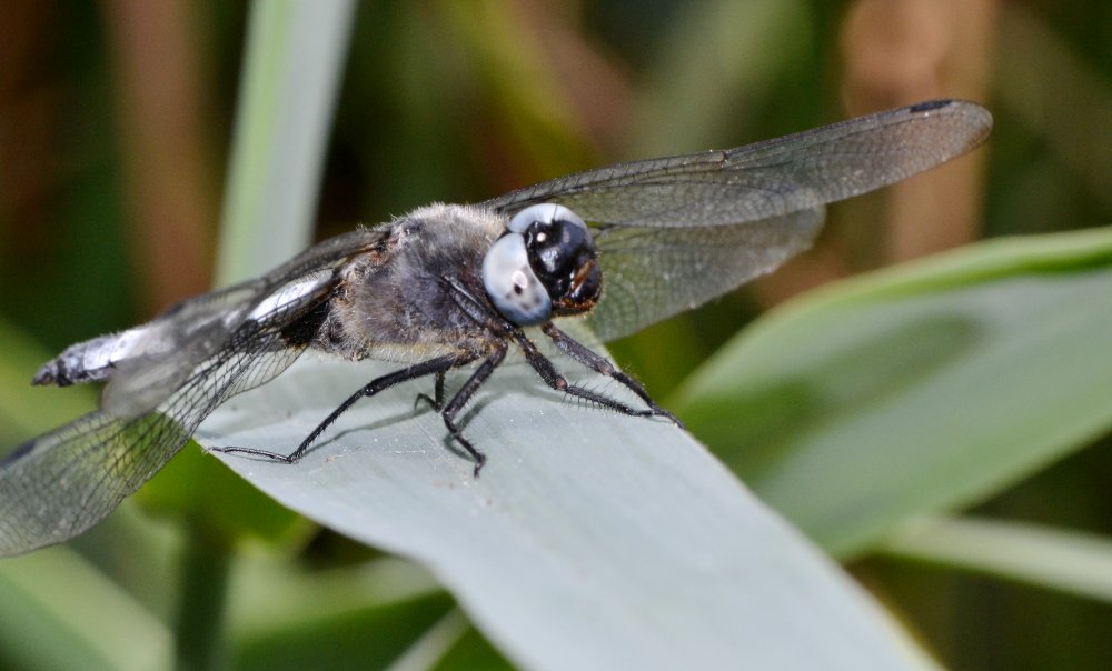 ID Libellulidae: Libellula fulva maschio