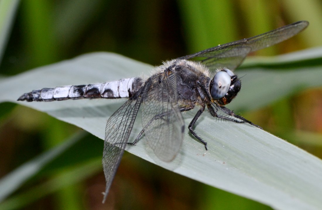 ID Libellulidae: Libellula fulva maschio