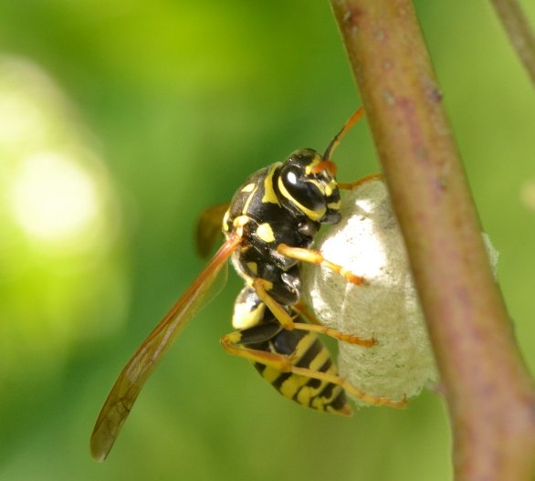 Fondatrice P.nimphus o P.associus?