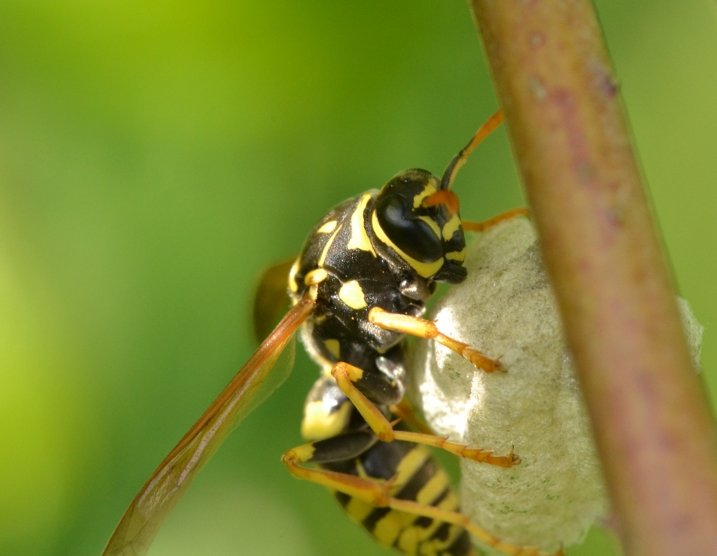 Fondatrice P.nimphus o P.associus?