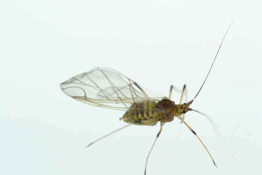 Aphidae: Aulacorthum solani