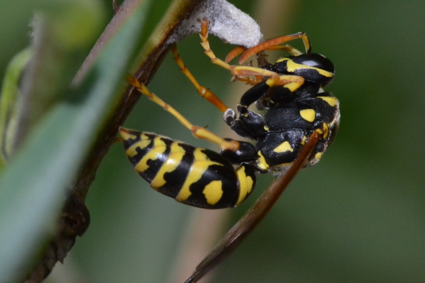 Futura regina Polistes (P.nimphus?)