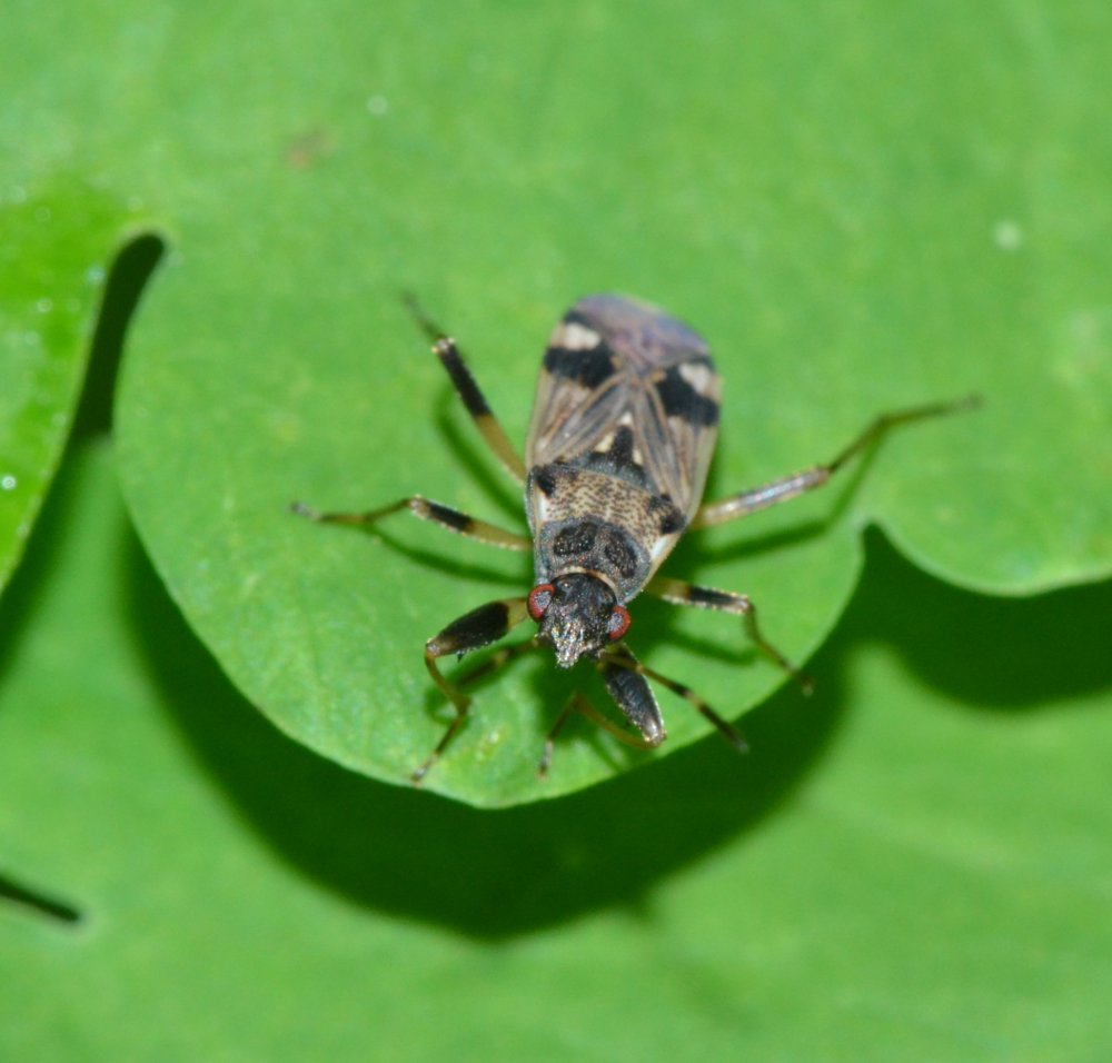 Lygaeidae: Beosus maritimus del Veneto (Colli Eugaanei)