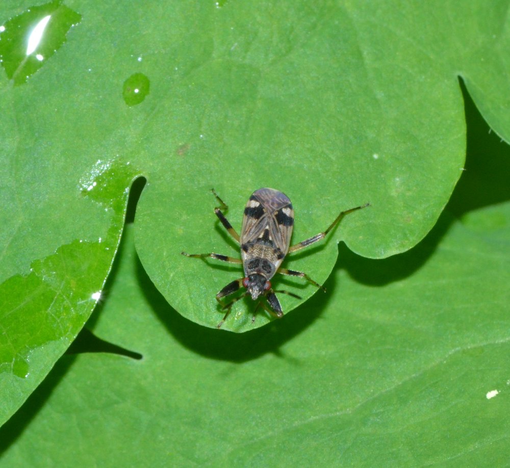 Lygaeidae: Beosus maritimus del Veneto (Colli Eugaanei)