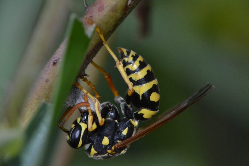 Futura regina Polistes (P.nimphus?)