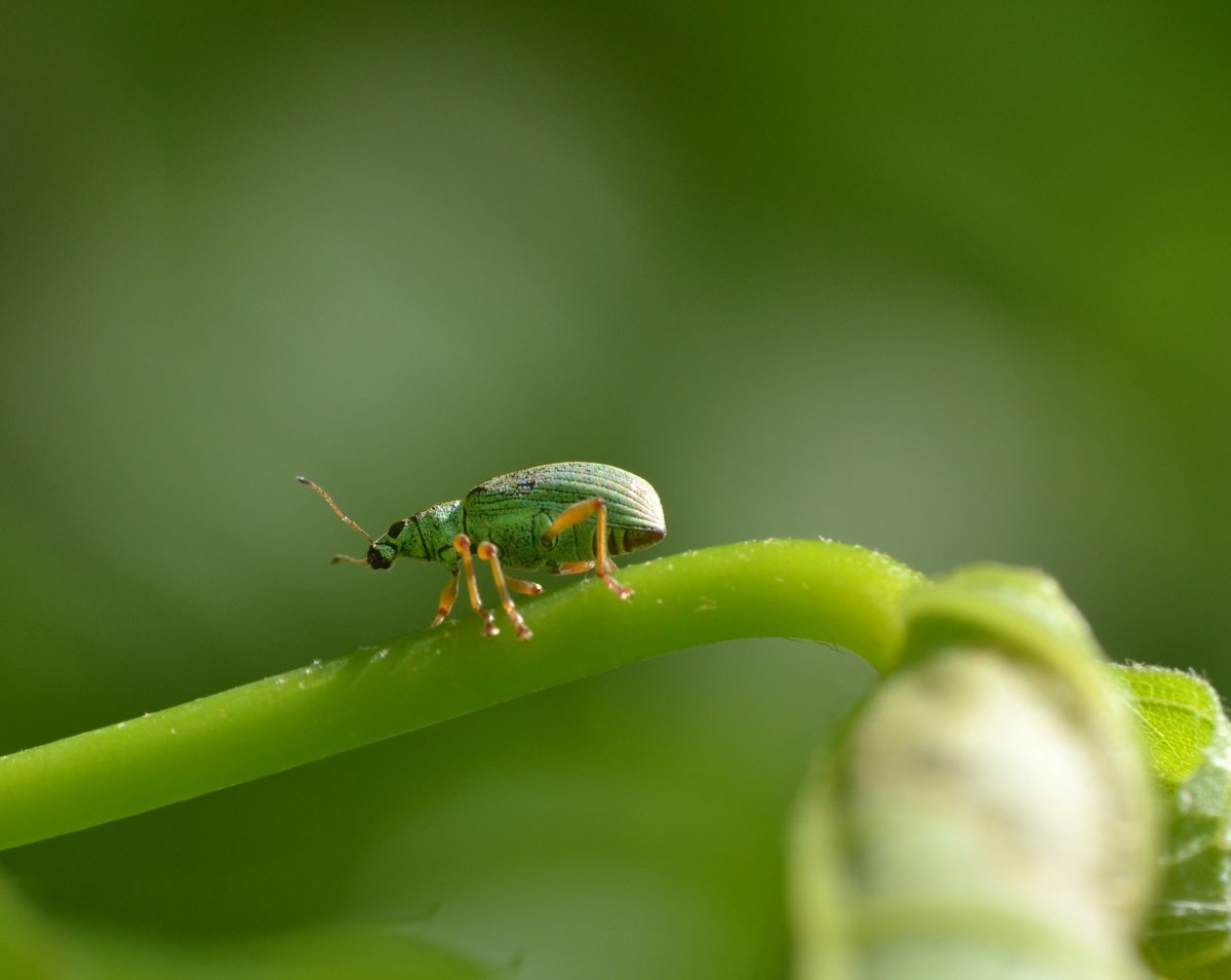 Polydrusus formosus (= P.sericeus) in accoppiamento