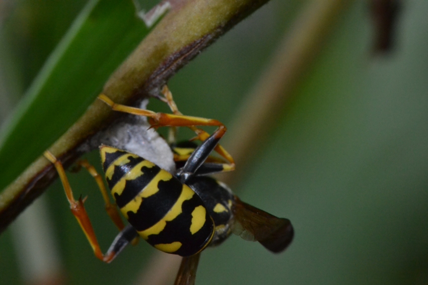 Futura regina Polistes (P.nimphus?)