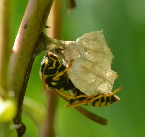 Fondatrice P.nimphus o P.associus?