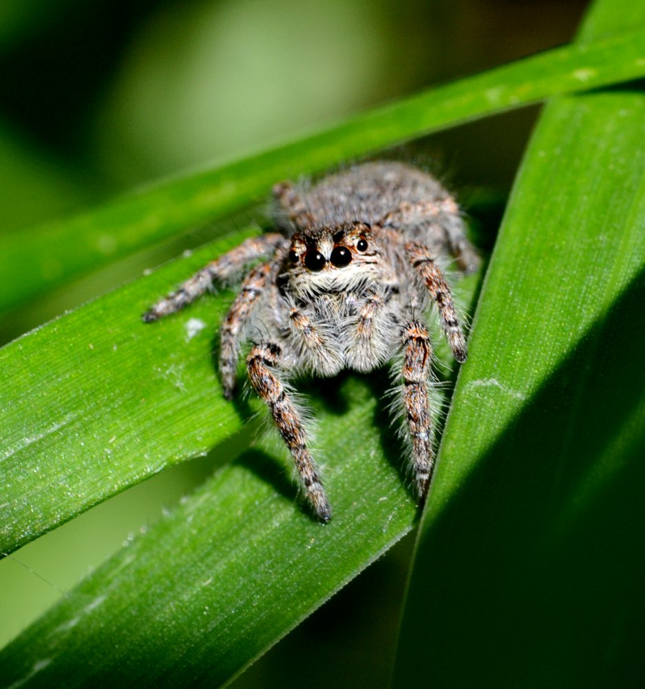 Philaeus chrysops