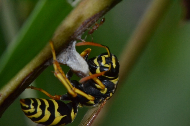 Futura regina Polistes (P.nimphus?)