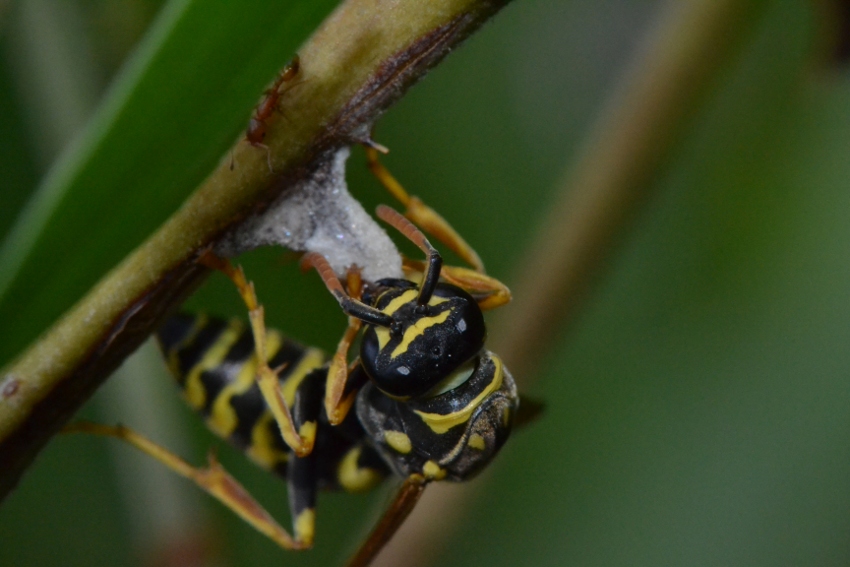 Futura regina Polistes (P.nimphus?)