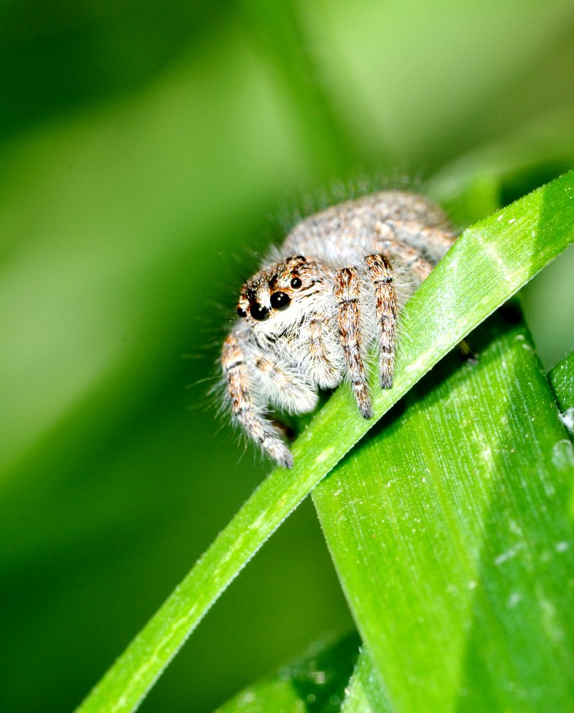 Philaeus chrysops