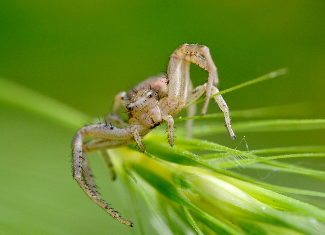 Xysticus sp.