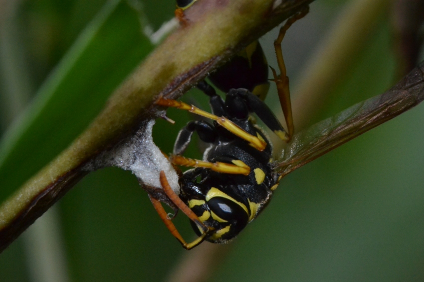 Futura regina Polistes (P.nimphus?)