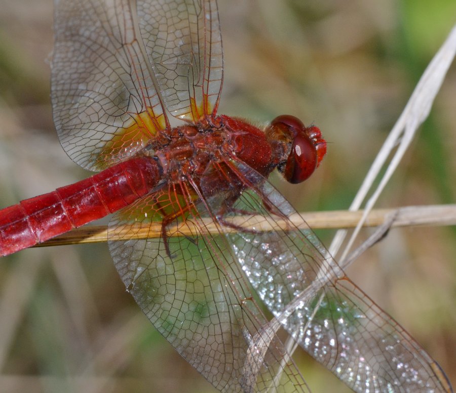 ID Libellulidae: Crocothemis cfr. erythraea maschio