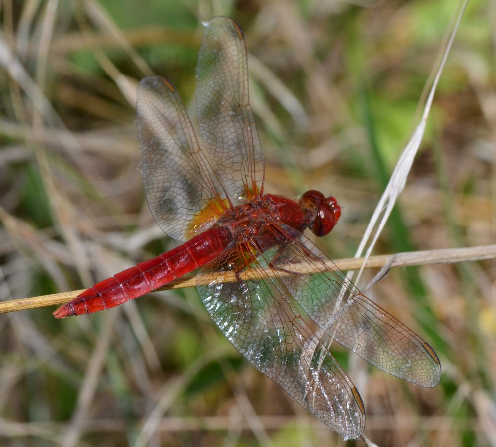 ID Libellulidae: Crocothemis cfr. erythraea maschio