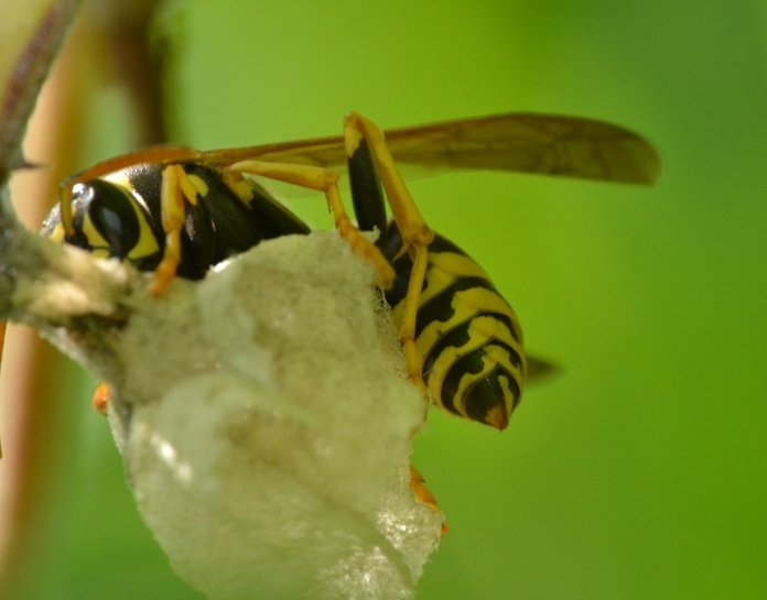 Fondatrice P.nimphus o P.associus?