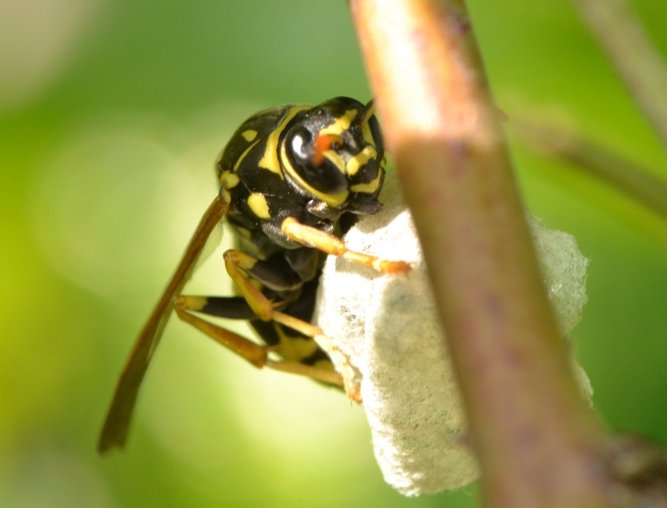 Fondatrice P.nimphus o P.associus?