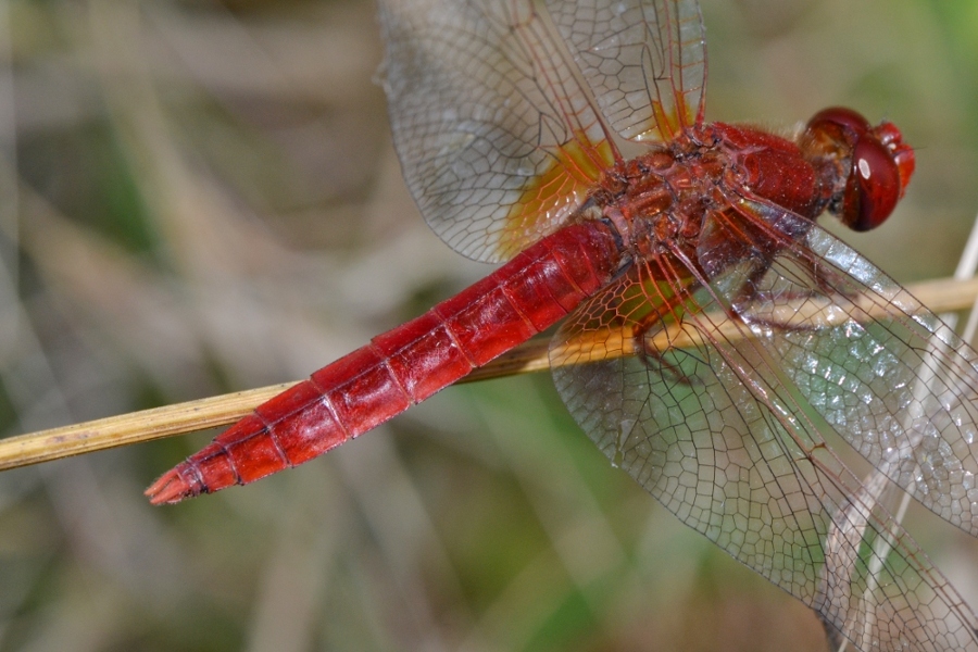 ID Libellulidae: Crocothemis cfr. erythraea maschio