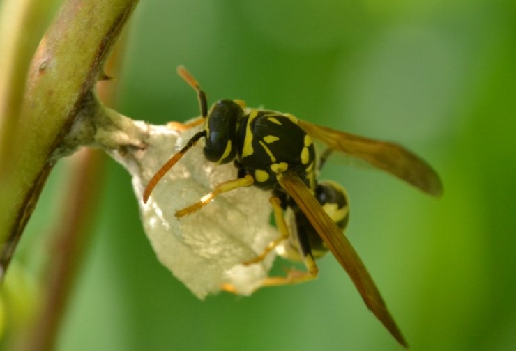 Fondatrice P.nimphus o P.associus?