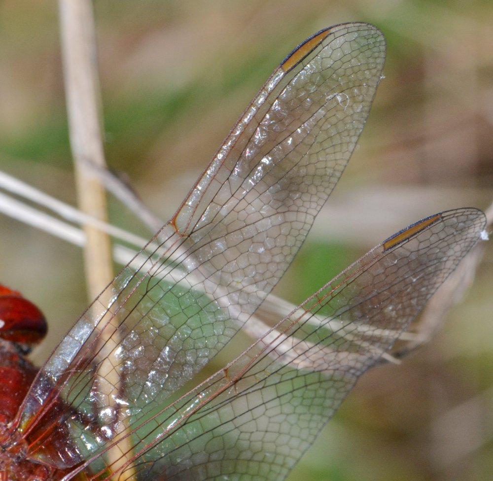 ID Libellulidae: Crocothemis cfr. erythraea maschio