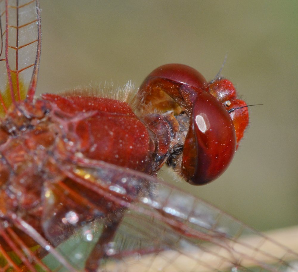 ID Libellulidae: Crocothemis cfr. erythraea maschio