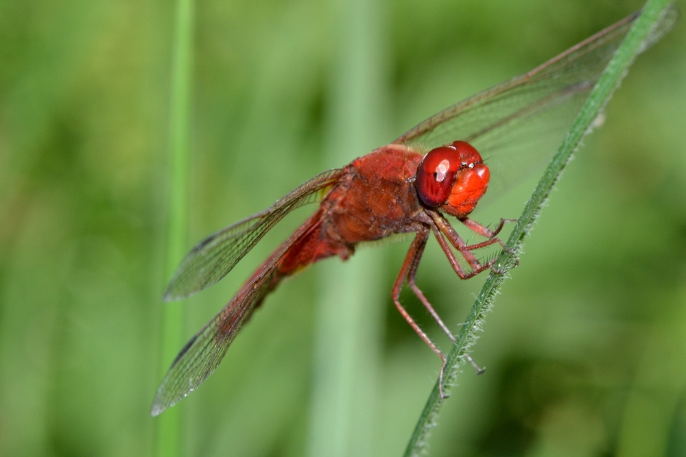 ID Libellulidae: Crocothemis cfr. erythraea maschio