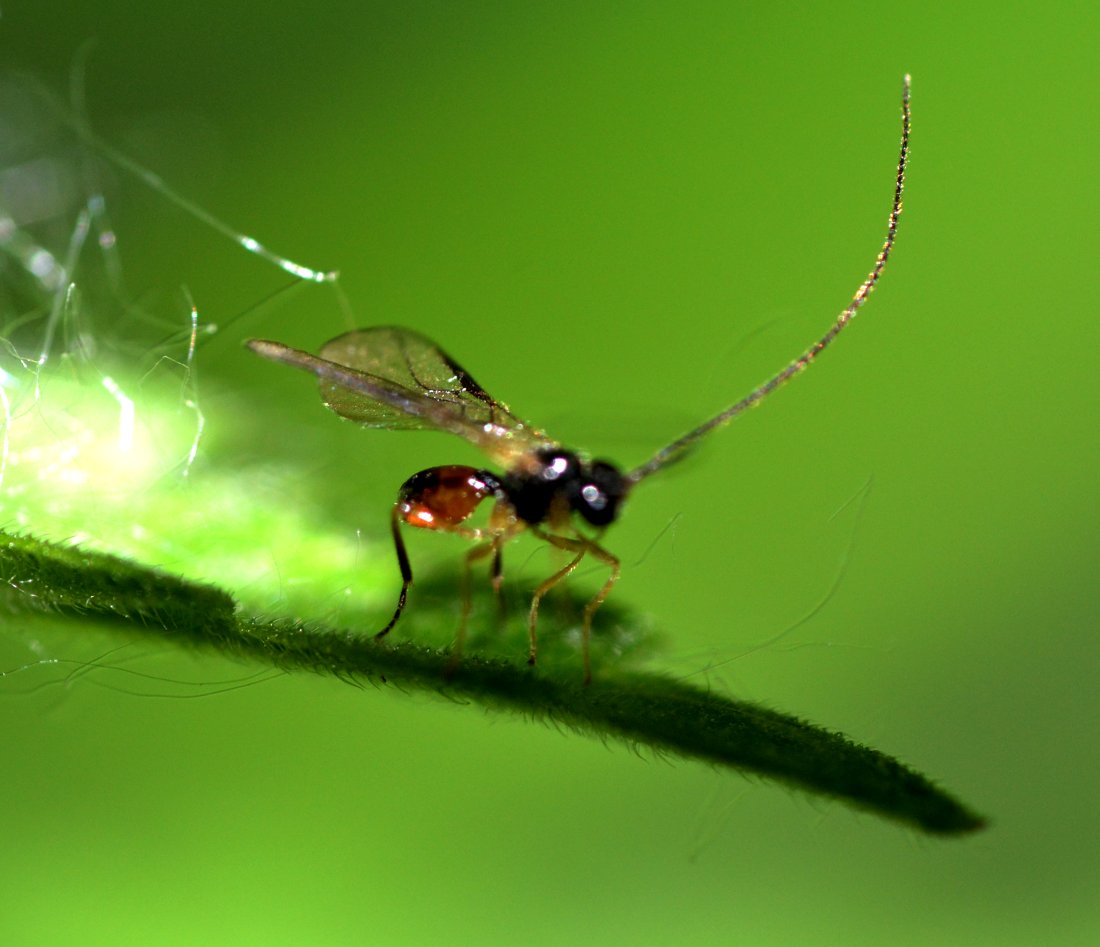 Piccolo Braconidae