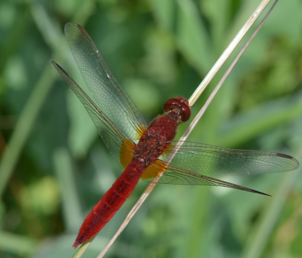 ID Libellulidae: Crocothemis cfr. erythraea maschio