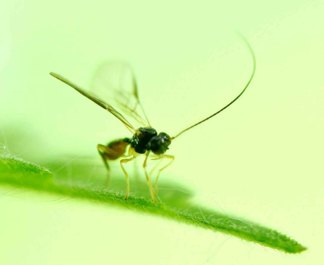 Piccolo Braconidae